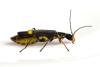 Malthinus scriptus